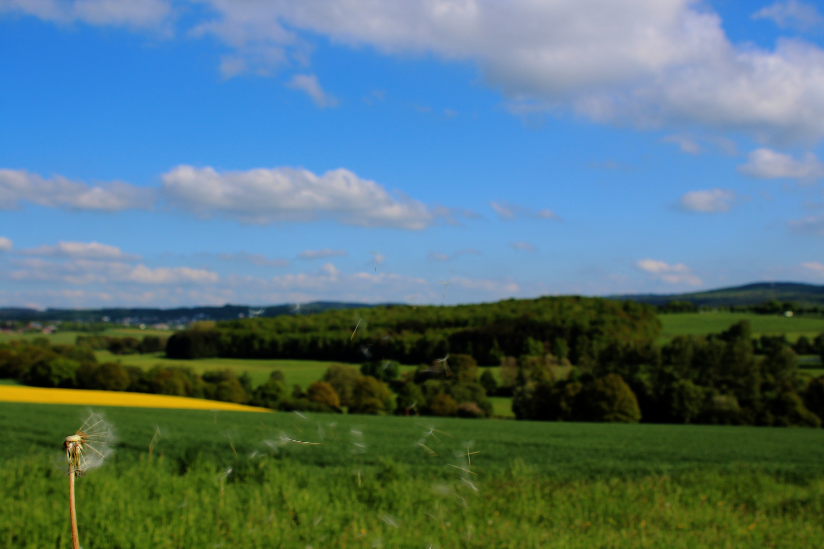 Pusteblume vor Westerwaldlandschaft