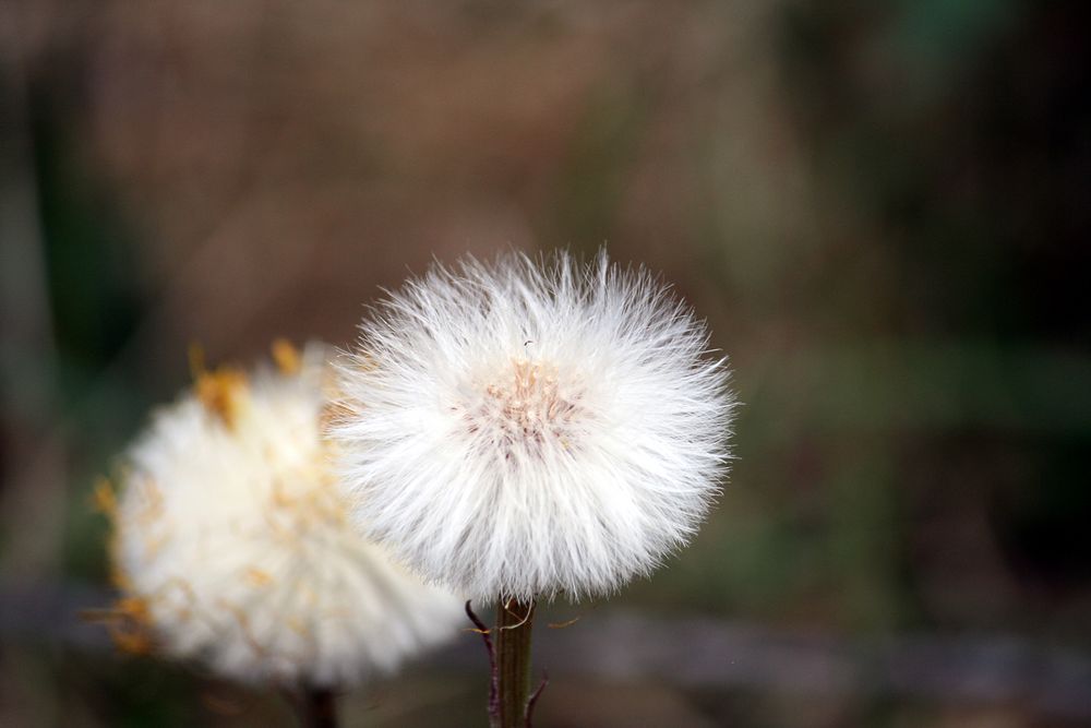 Pusteblume vorher Löwenzahn