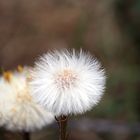 Pusteblume vorher Löwenzahn