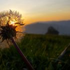 Pusteblume vs Sonne