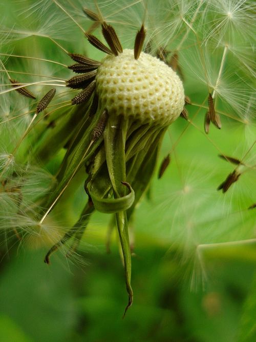 Pusteblume war einmal