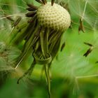 Pusteblume war einmal