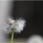 Pusteblume wenn der Wind kommt