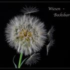 Pusteblume (Wiesenbocksbart)