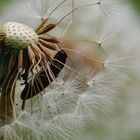 Pusteblume wird erklommen