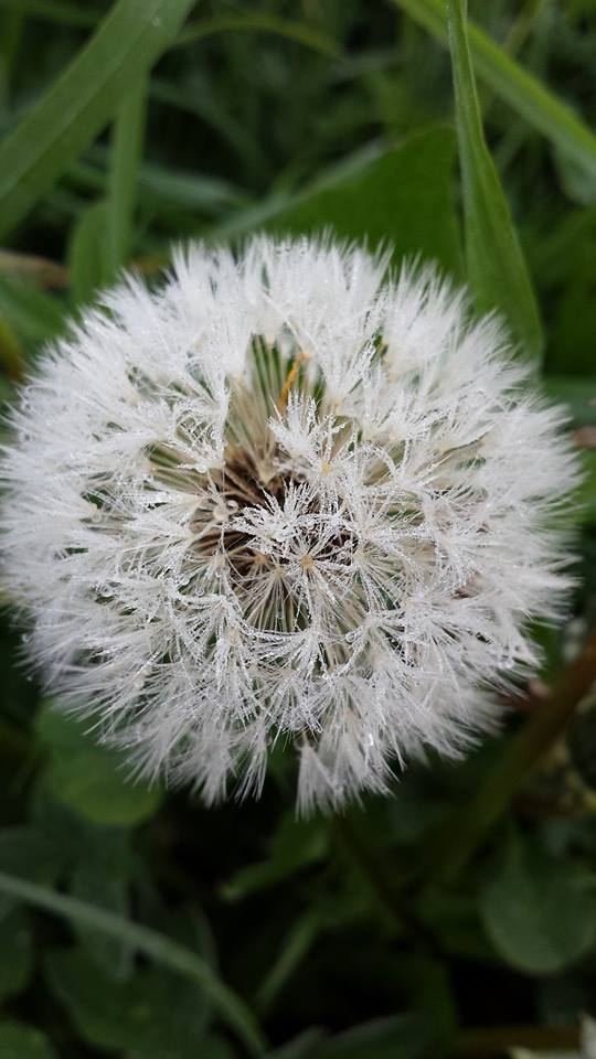 Pusteblume... Wünsch Dir was!