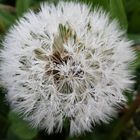 Pusteblume... Wünsch Dir was!