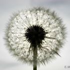 Pusteblume - wünsch dir was!