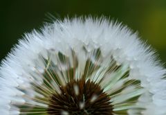 Pusteblume x0.5