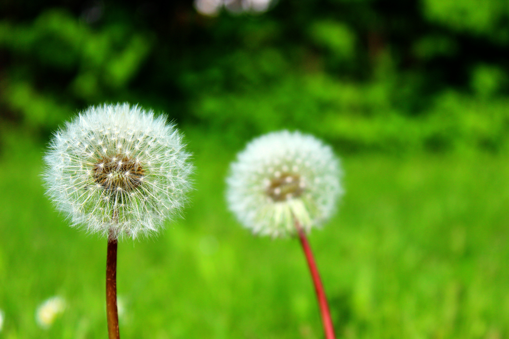 Pusteblume x2