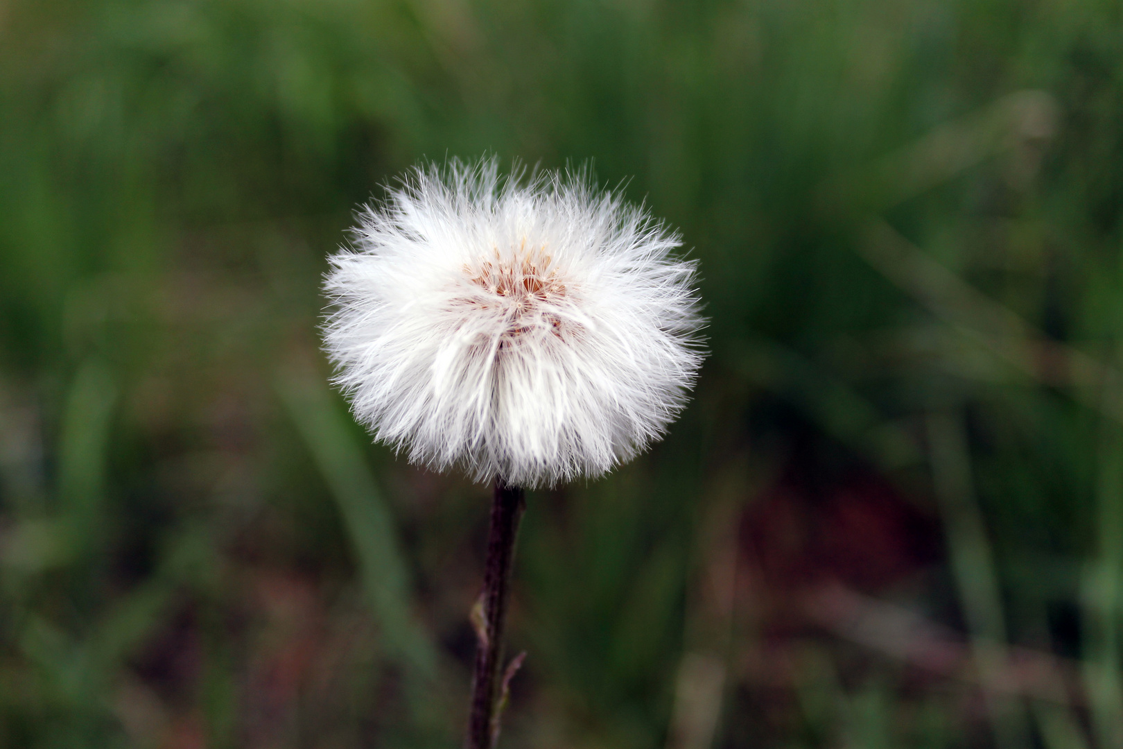 Pusteblume x3