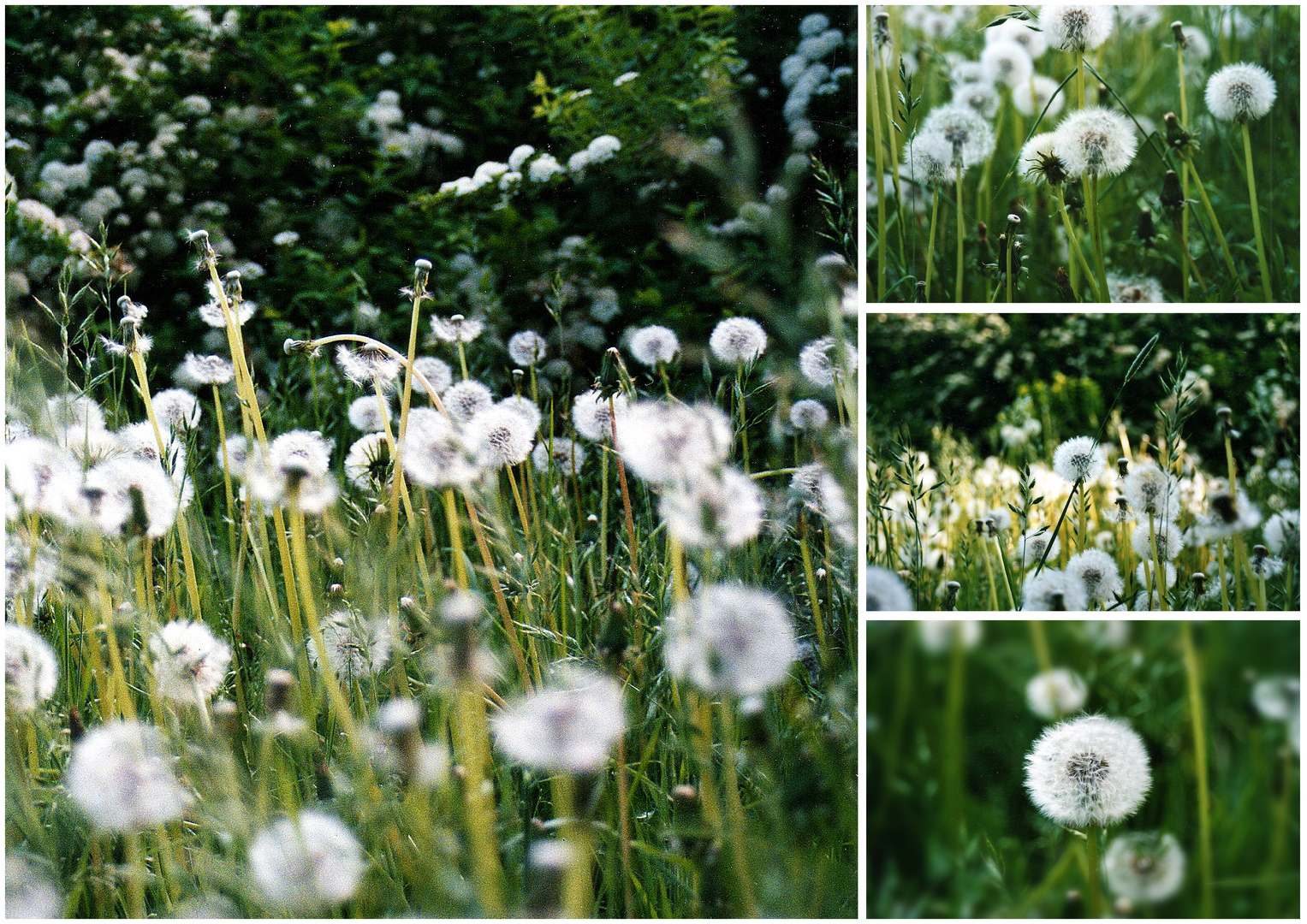 Pusteblume .... x4