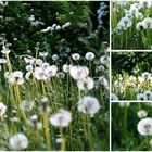 Pusteblume .... x4