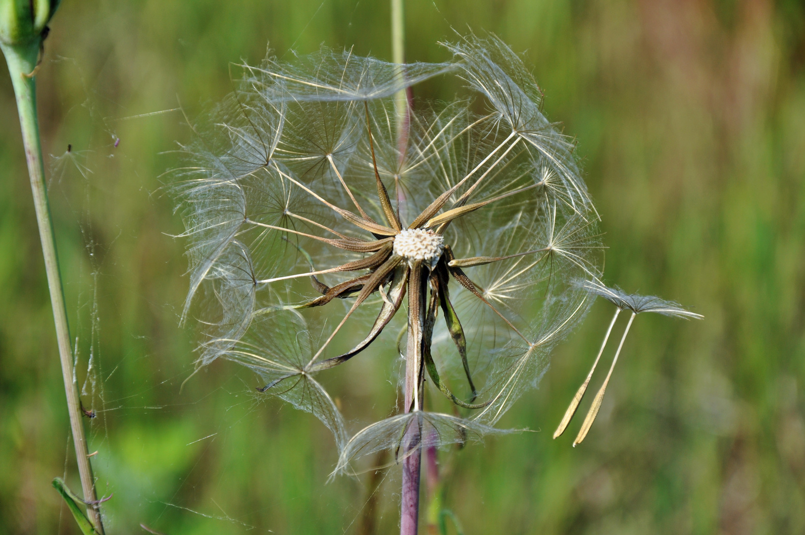 Pusteblume zerfällt