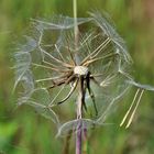 Pusteblume zerfällt