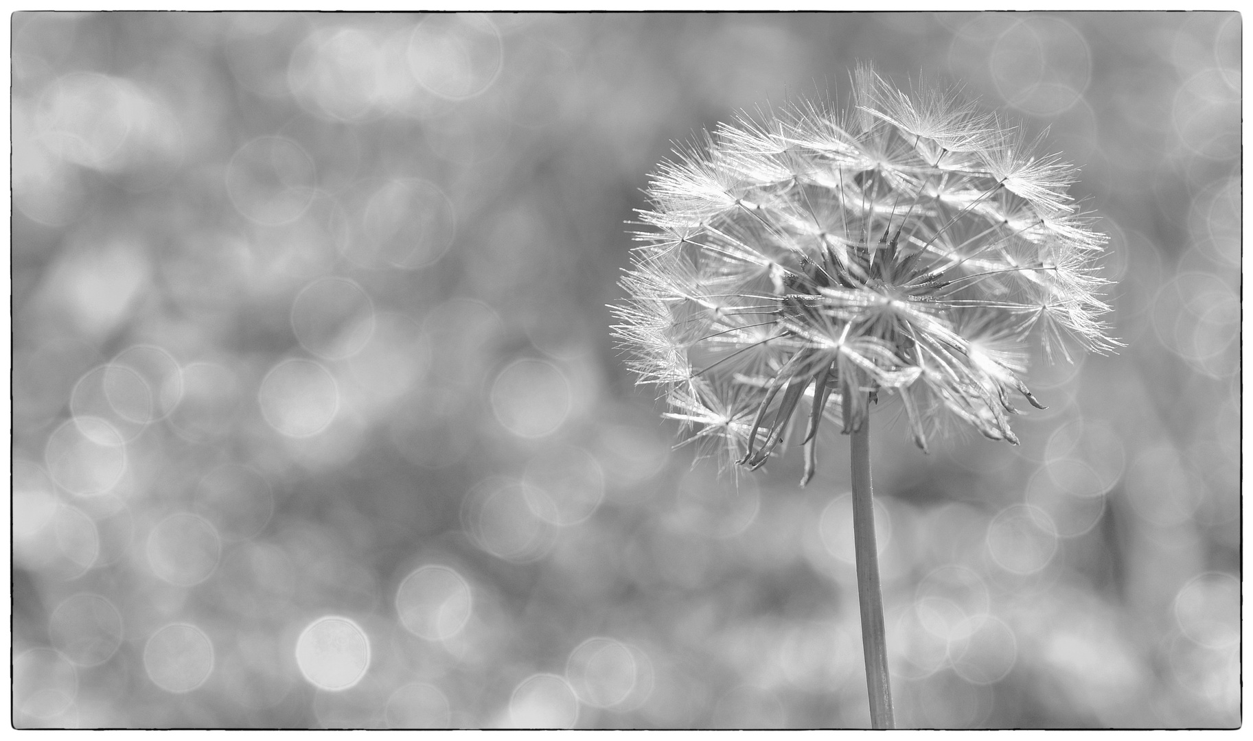 Pusteblume zum Tag der Fotografie