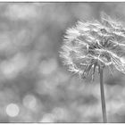 Pusteblume zum Tag der Fotografie