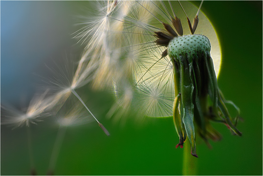 Pusteblume, zum X-ten ...