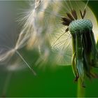 Pusteblume, zum X-ten ...