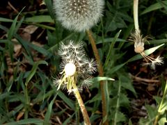 "Pusteblume" Zustände