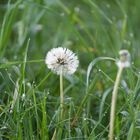 Pusteblume_03595