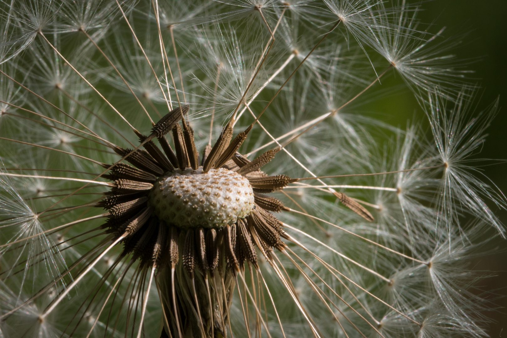 Pusteblume_1