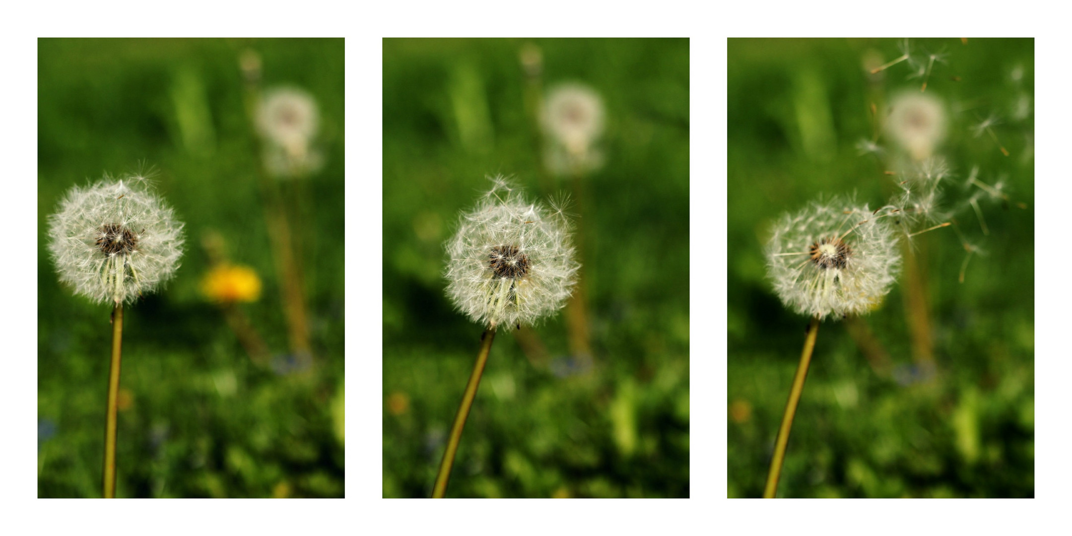 Pusteblume...1, 2 und weg