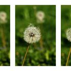 Pusteblume...1, 2 und weg