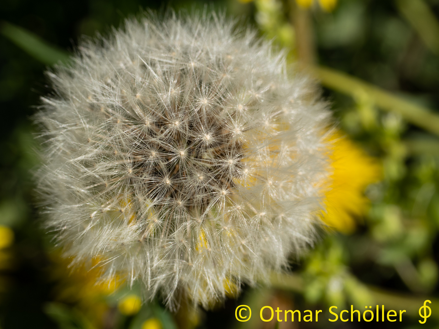 Pusteblume_1