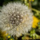 Pusteblume_1