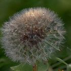 Pusteblume1