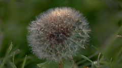 Pusteblume1