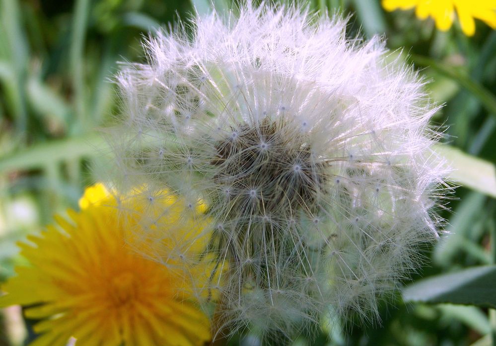 Pusteblume1