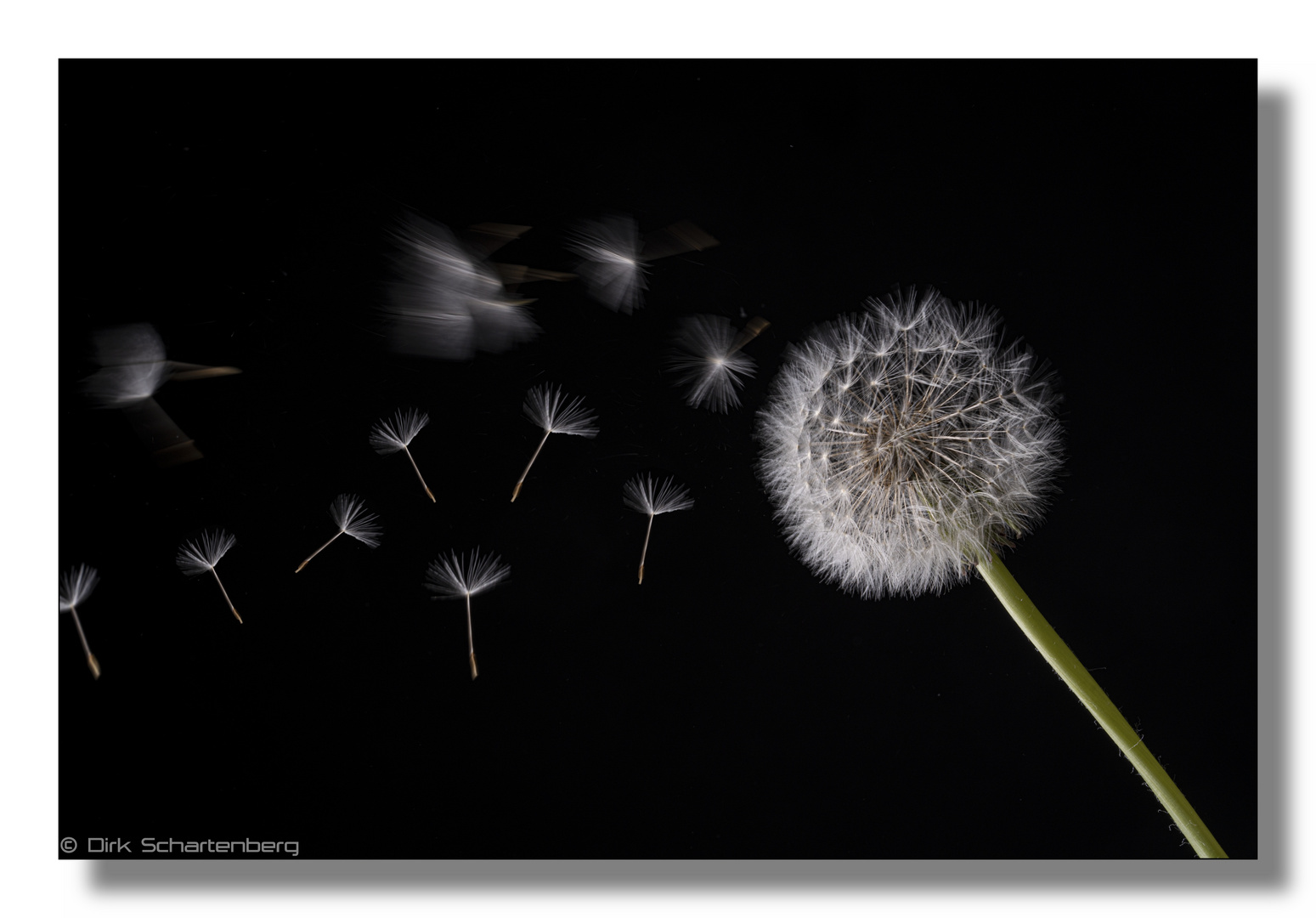 Pusteblume1