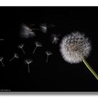 Pusteblume1