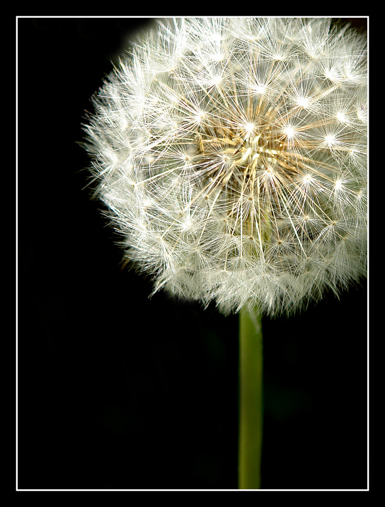 Pusteblume.1