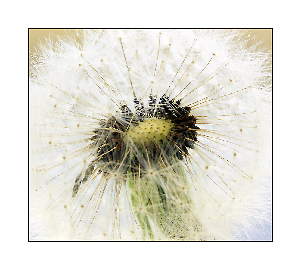 Pusteblume1