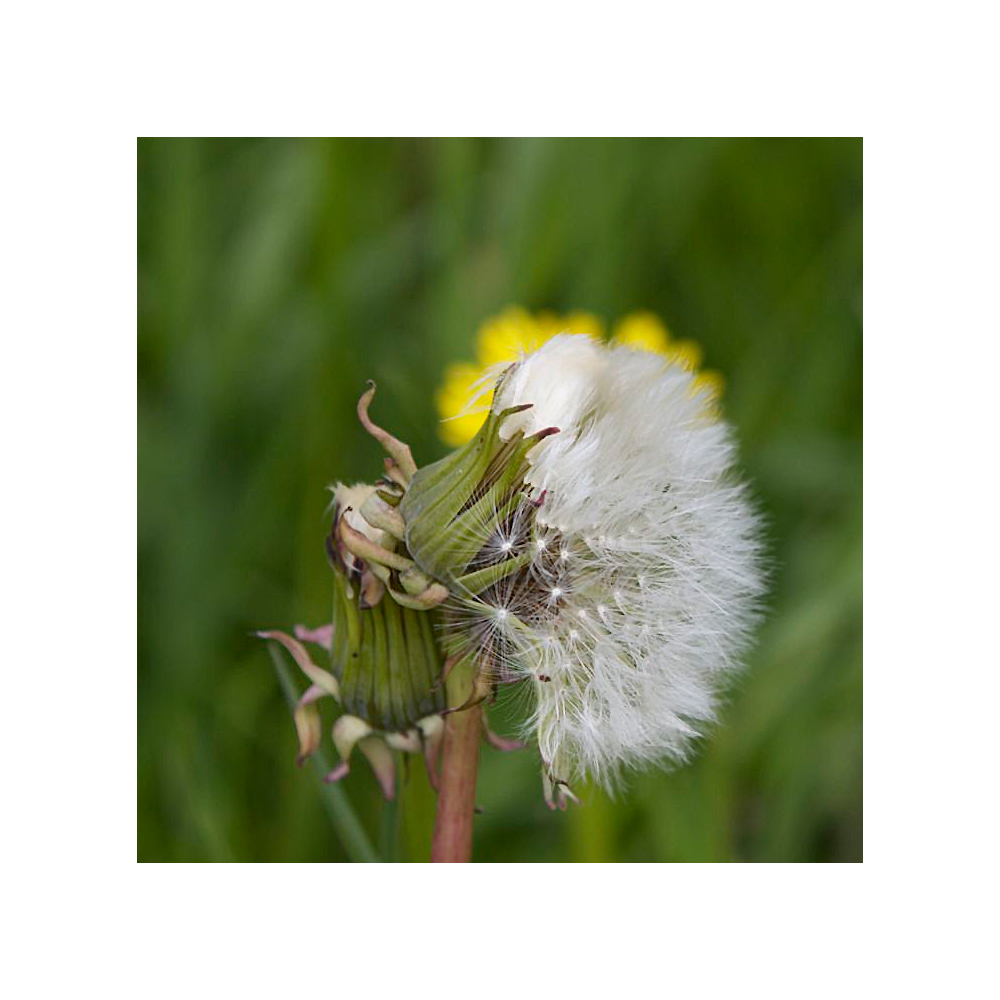 Pusteblume1