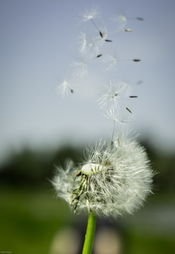 Pusteblume2 (1 von 1)