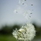 Pusteblume2 (1 von 1)