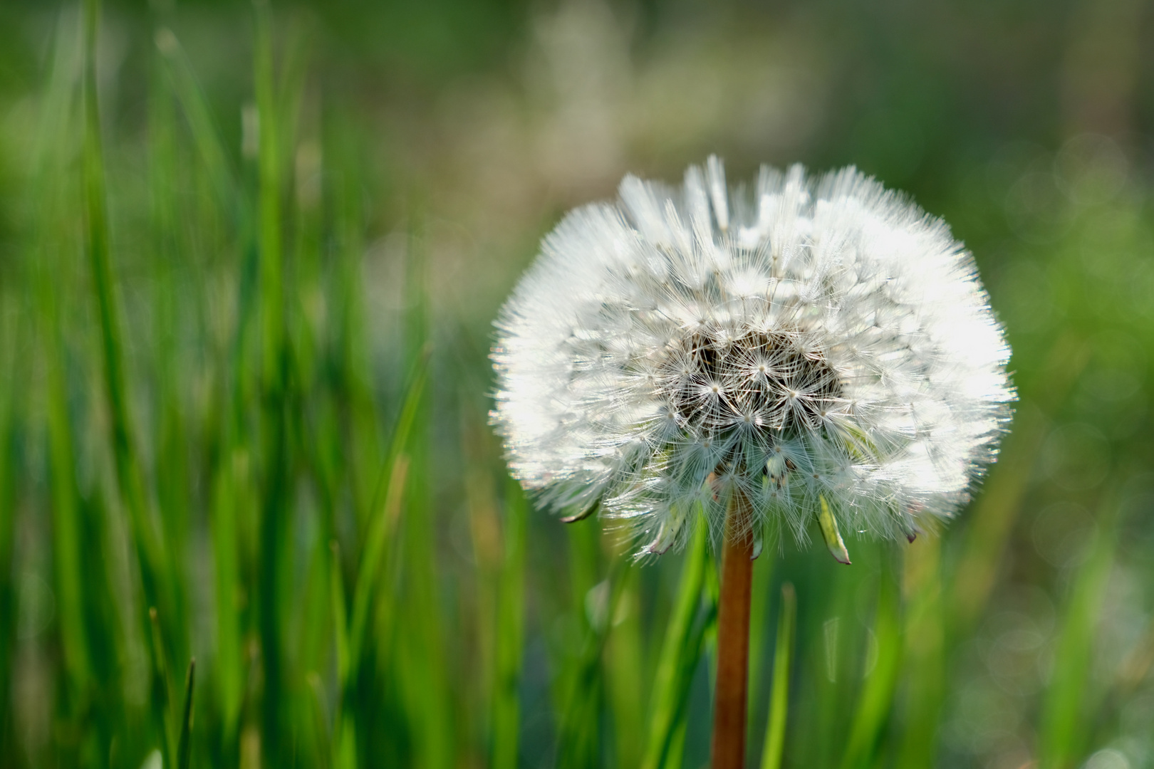 Pusteblume.2