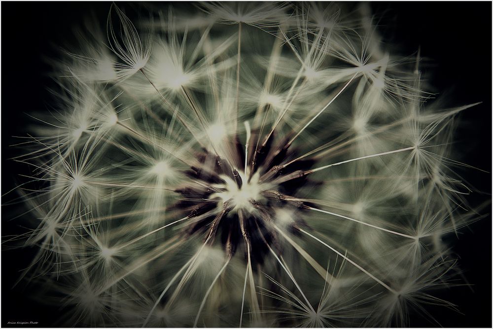 Pusteblume2