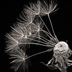 Pusteblume2