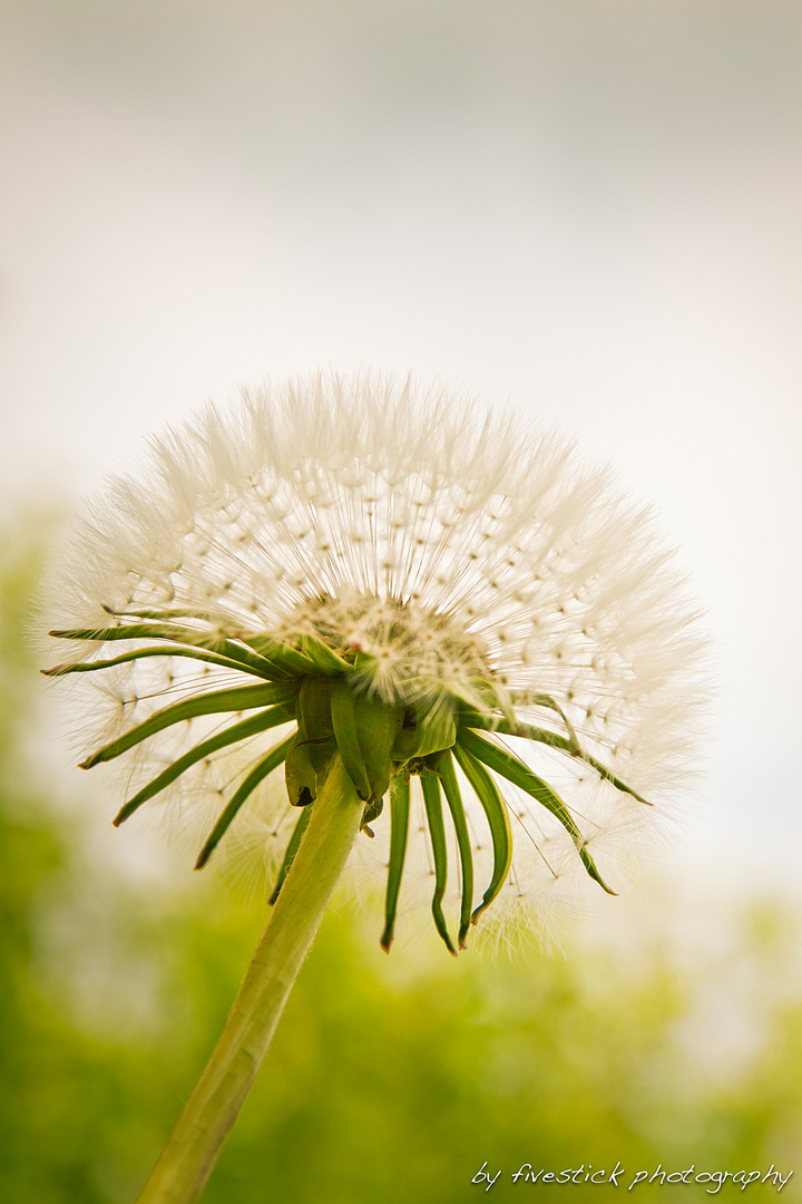 Pusteblume2