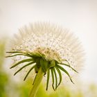 Pusteblume2