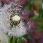 Pusteblume2