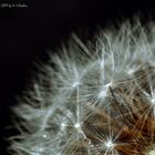 Pusteblume2