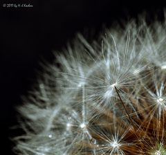 Pusteblume2