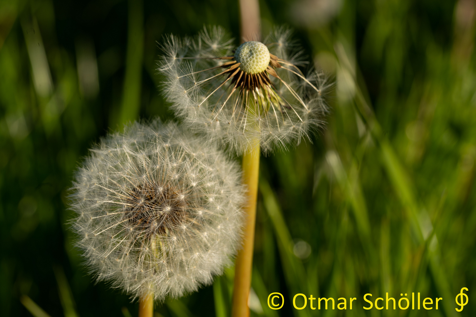 Pusteblume_2