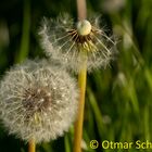 Pusteblume_2